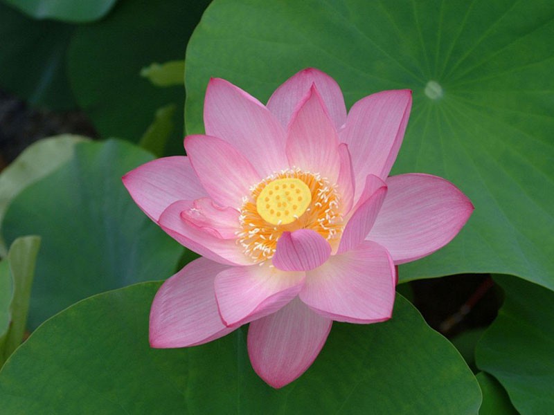 Lotus flower1 800х600